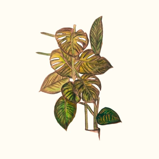 Earthy Monstera Leaves Art Posters and Art Prints