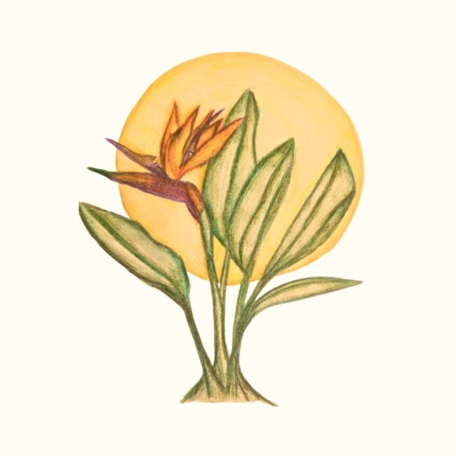 Magical Bird of Paradise Posters and Art Prints