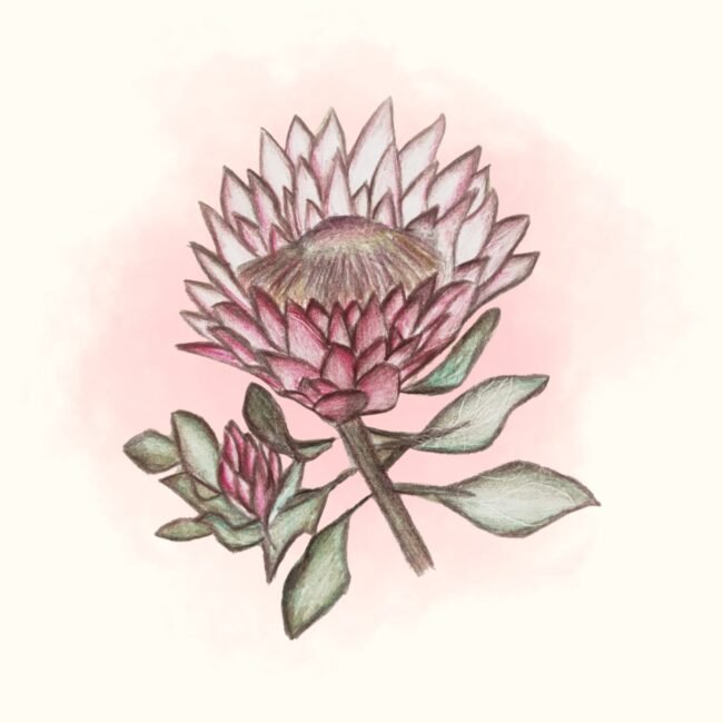 🌸 Legendary King Protea Posters and Art Prints